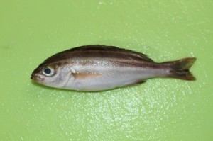 イサキ稚魚